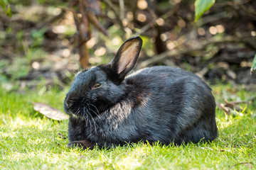 cute black rabbit sitting on green grass field take a nap in front of the bushes in the park 