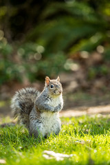 cute brown squirrel with furry big tail standing on the green grassy ground  with blurry background in the park staring at you with curiosity, 