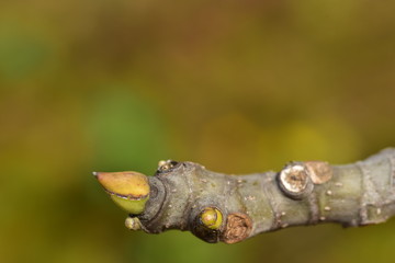 nahaufnahme eines baumzweiges mit einer blattknospe im frühling