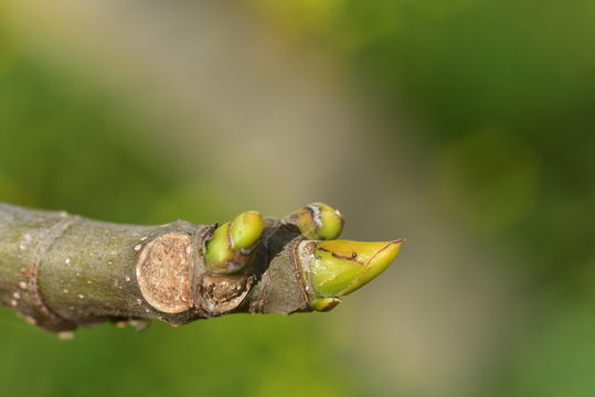 nahaufnahme eines baumzweiges mit einer blattknospe im fr&uuml;hling