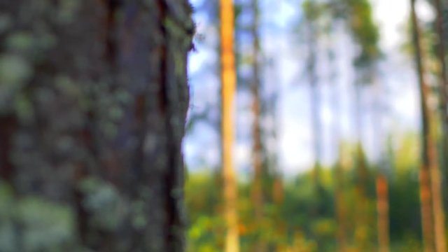 DOF from tree trunk to Conifer Trees in Ruovesi, Finland