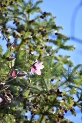 木蓮　モクレン　Magnolia