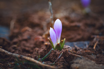 a group of crocuses in mountain