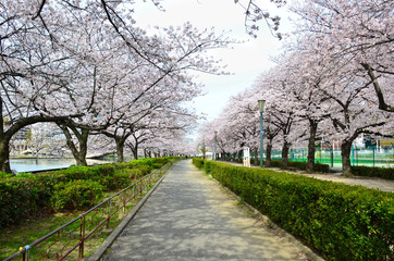 Fototapeta na wymiar Beautiful Sakura (Cherry Blossom) blooming in the Kema Sakuranomiya Park at springtime in Osaka city, Japan.