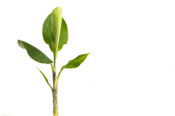 Banana tree isolated on white background