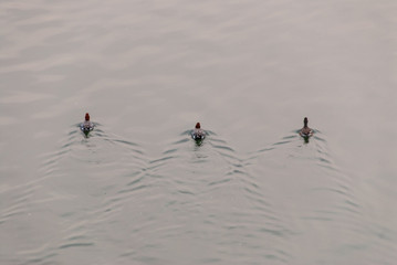 Naklejka premium 仲良し3羽