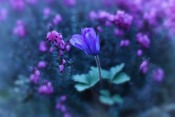 Fototapeta na wymiar Purple (almost blue) anemone flower. Spring flowering herbaceous perennial plant . 