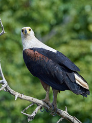 African fish eagle (Haliaeetus vocifer),