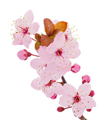 Cherry blossom branch, sakura flowers isolated on white background - 258029920