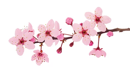 Fotobehang Kersenbloesem tak, sakura bloemen geïsoleerd op een witte achtergrond © asemeykin