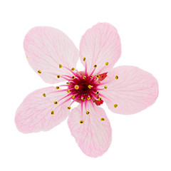Cherry blossom, sakura flowers isolated on white background - 258029944