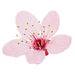 Cherry blossom, sakura flowers isolated on white background - 258029953