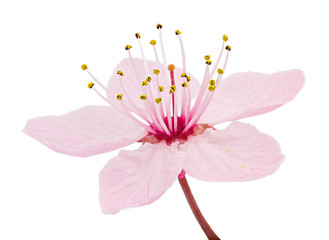 Cherry blossom, sakura flowers isolated on white background - 258029971