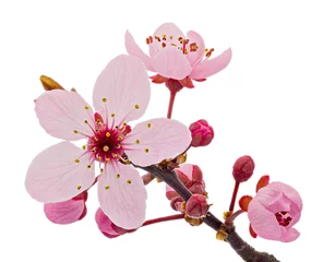 Fotobehang Cherry blossom branch, sakura flowers isolated on white background © asemeykin