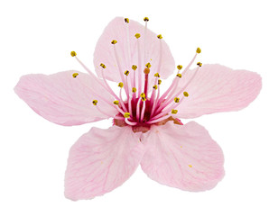 Cherry blossom, sakura flowers isolated on white background - 258029988