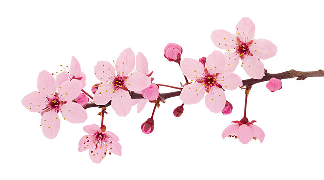 Cherry blossom branch, sakura flowers isolated on white background