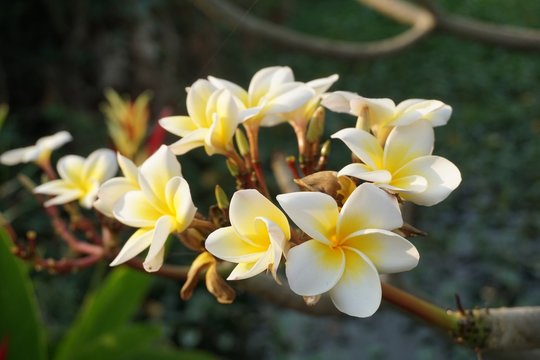 white plumeria flower in nature garden