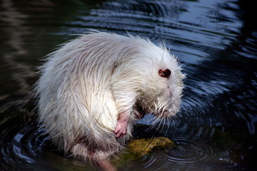 Нутрия 