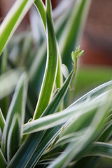 green plant in the garden