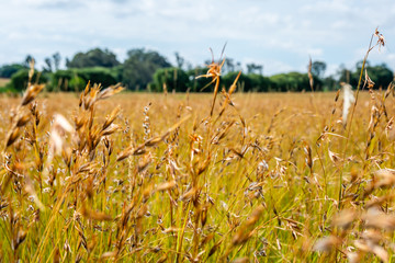 Grass Veldt landscape