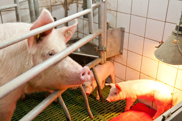 Ferkelaufzucht © agrarmotive