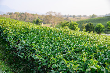 Fototapeta na wymiar Green tea leaves in plantation