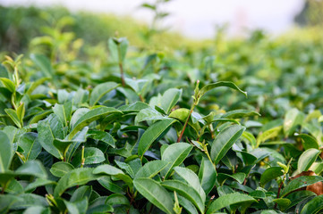 Green tea leaves in plantation