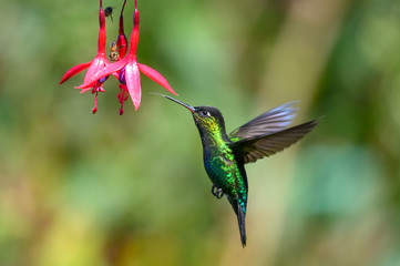 Obraz premium Blue hummingbird Violet Sabrewing flying next to beautiful red flower. Tinny bird fly in jungle. Wildlife in tropic Costa Rica. Two bird sucking nectar from bloom in the forest. Bird behaviour