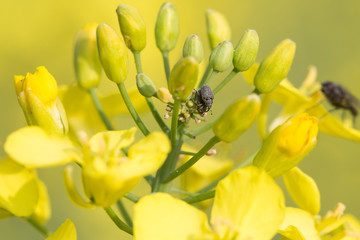 Schädlinge im Raps