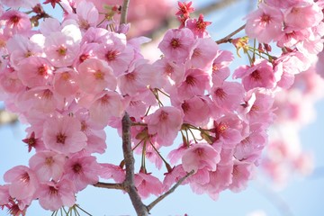 早春の桜　-　陽光