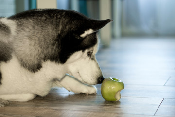 Husky lying on the linoleum and playing with a green Apple .
