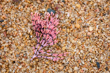 Pink and Purple Seaweed washed ashore among pebbles