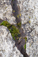Texture of a granite stone with moss-grown. Ready photo background.