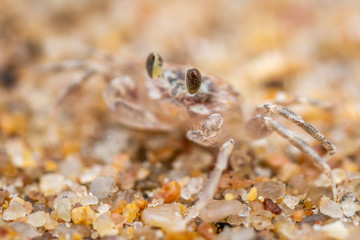 Small beach crab close-up, with the body fading away