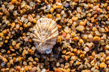 Small Sea Shell on a pebble beach