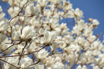 満開の白い木蓮の花