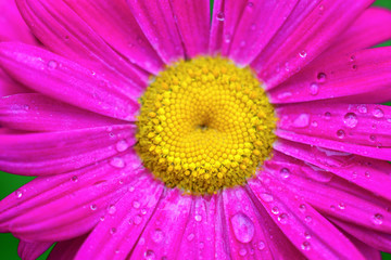 Macro photography. Pink Daisy flower - Pyrethrum close-up on a green background with water drops