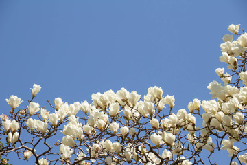 満開の白い木蓮の花