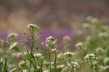 春の野草