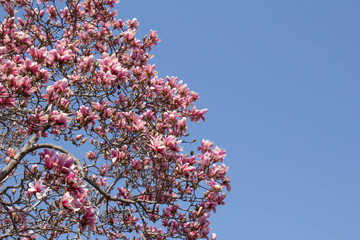 満開の紫色の木蓮の花
