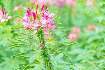 Cleome spinose in early summer