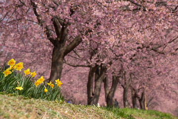 北浅羽桜堤公園の満開の桜