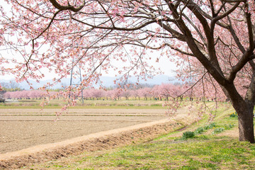 北浅羽桜堤公園の満開の桜