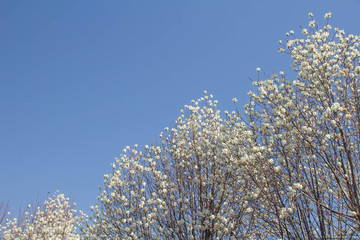 満開の白い木蓮の花