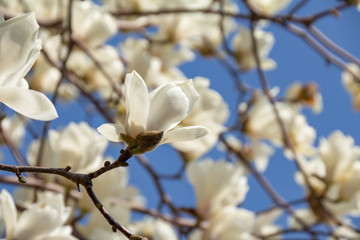 満開の白い木蓮の花