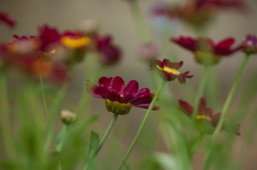 red flower in the garden