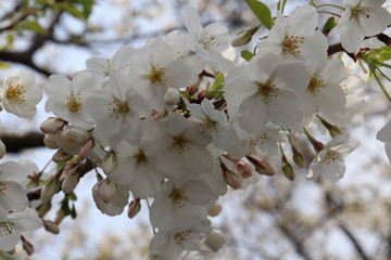 桜の開花