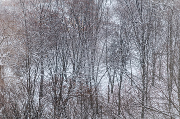 View of winter trees where birds fly and it snows