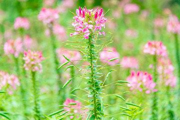 Cleome spinose in early summer