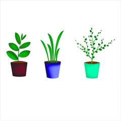 plant in pot isolated on white